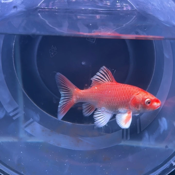 蝴蝶鲤蒿*澈蝴蝶鲤