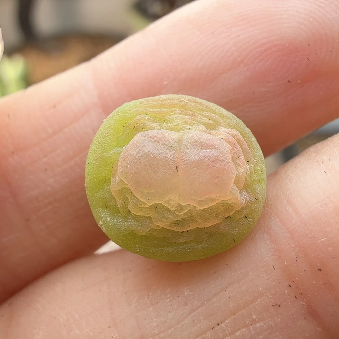 2.3.80/下播福利1.1厘米紫皮拉登