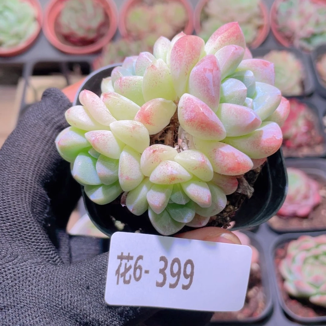 花利美6-399冰玉