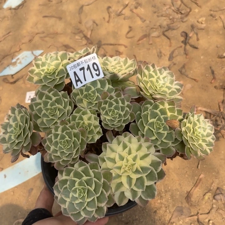 水蜜桃……多肉植物……