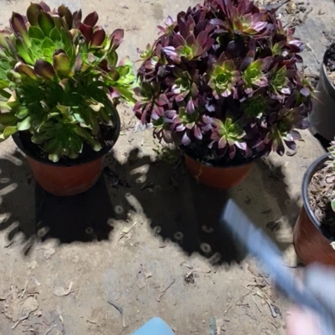 用****8韶华➕安娜73多肉植物法师