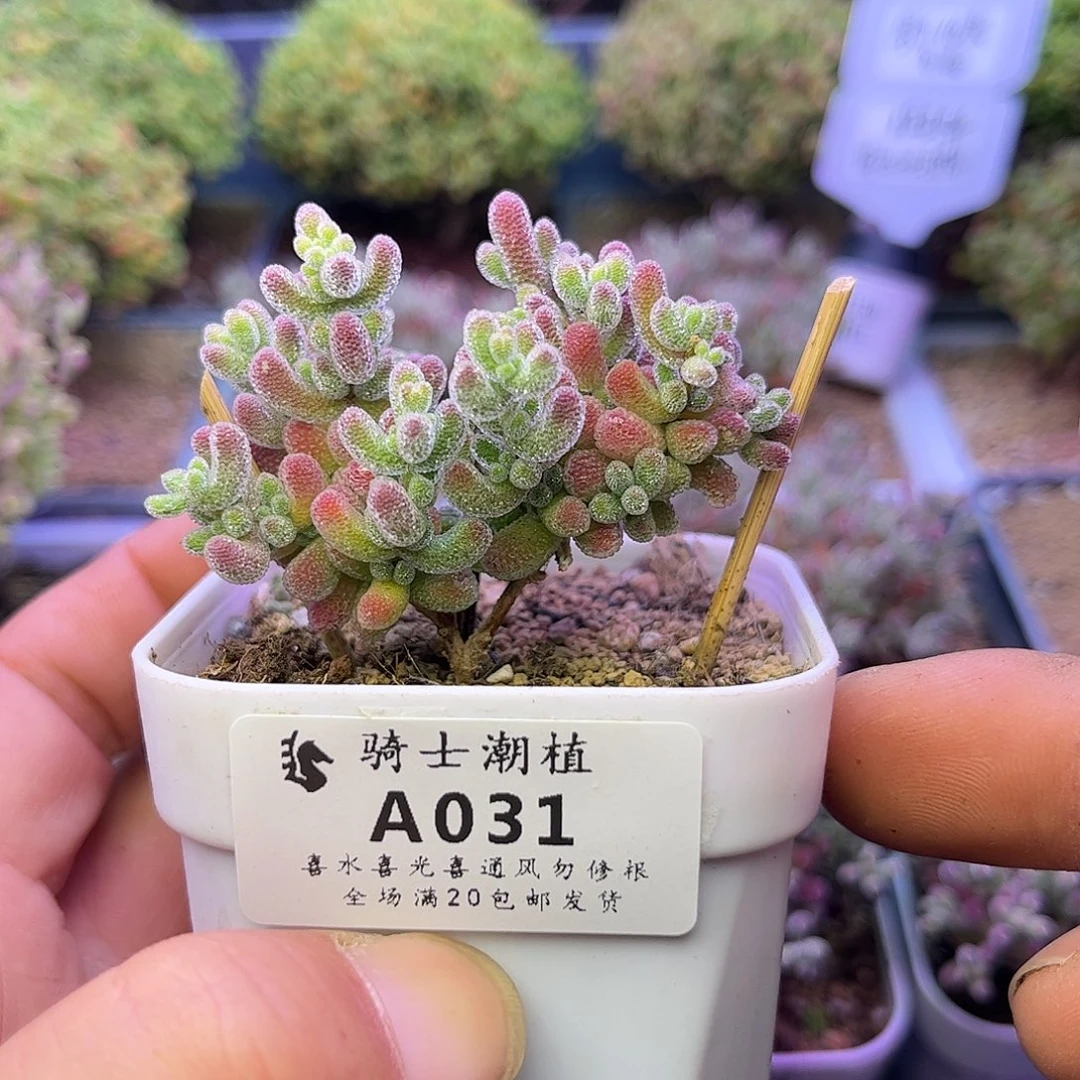 031优选冰晶枝干番杏
