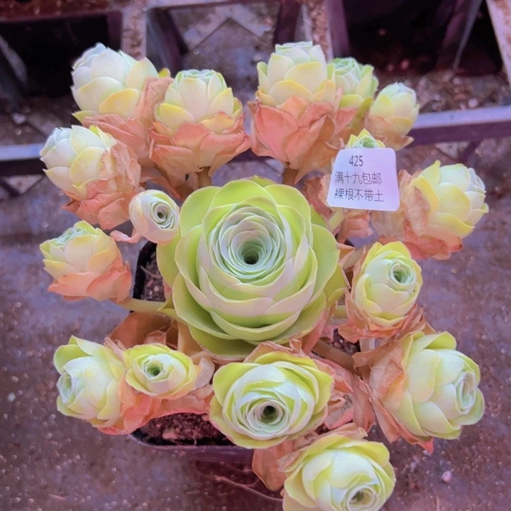 425 裸根不带土发货不包损