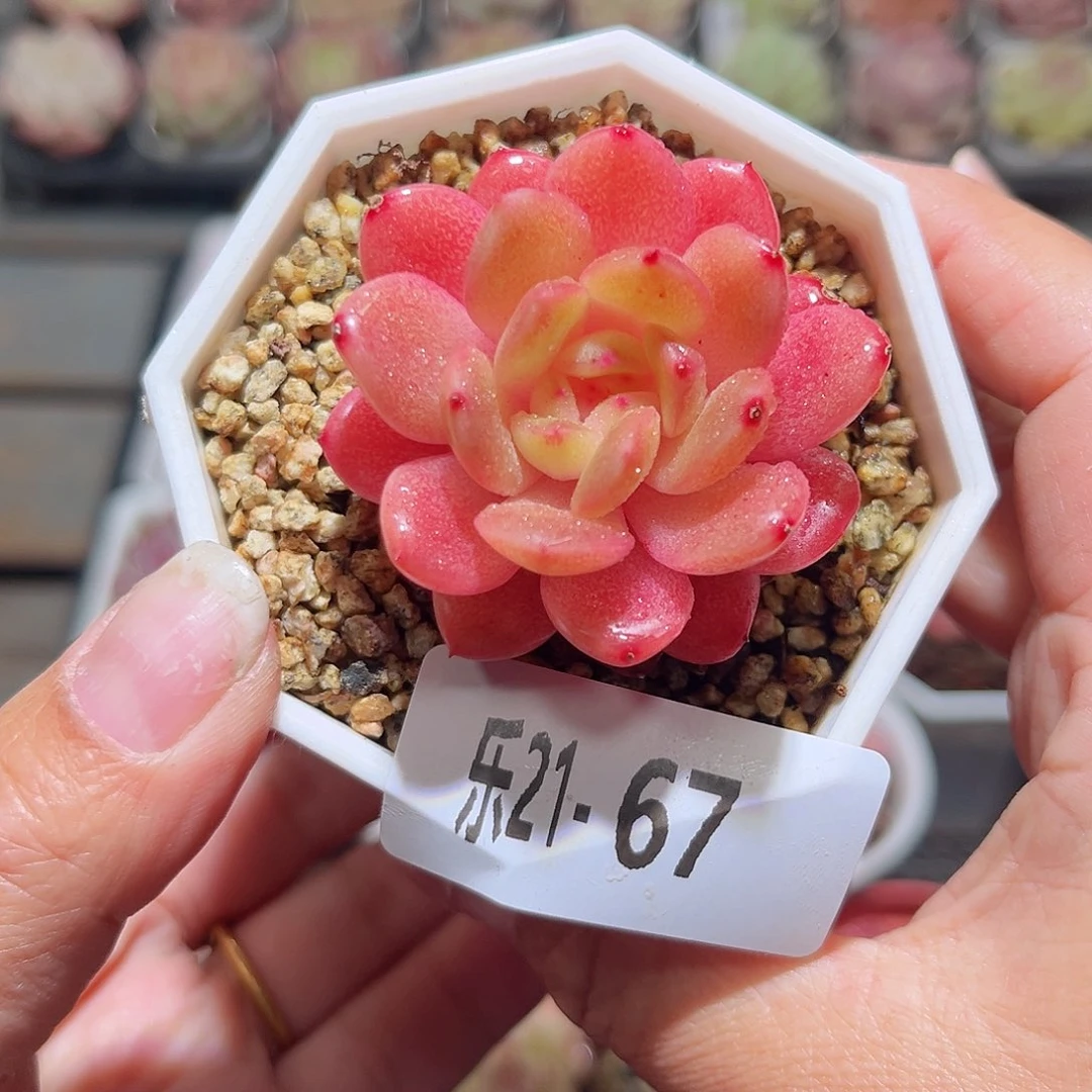 乐21-67碧玺单头