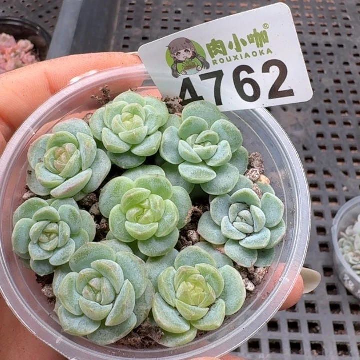 多肉植物多肉植物