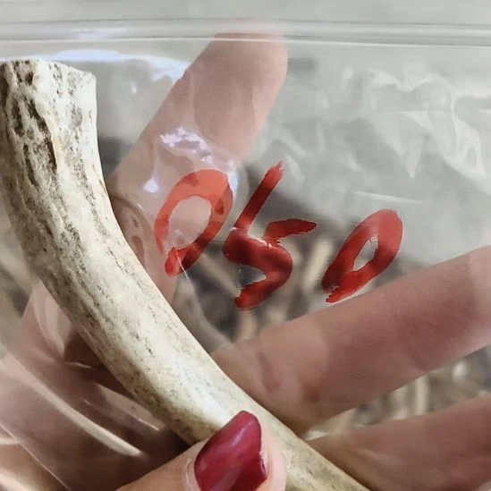 伊***O鹿角鹿角鹿角鹿角鹿角鹿角