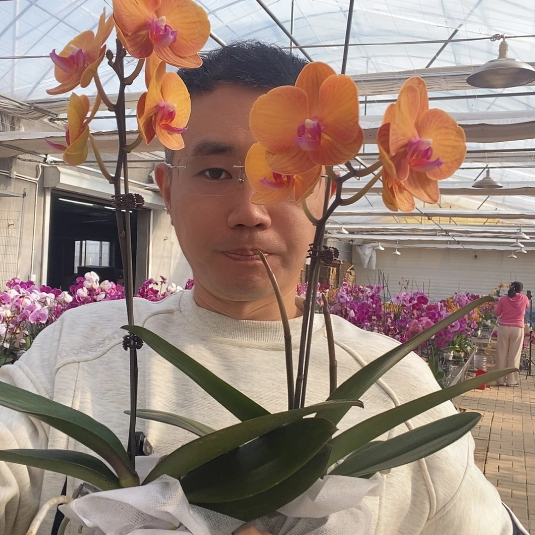 下***伞完全开放博洛尼亚2棵一物一拍