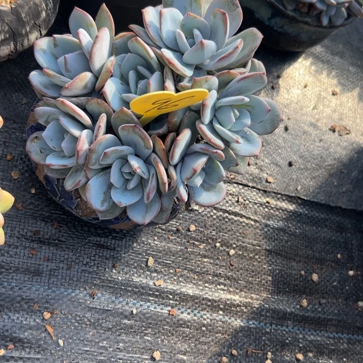 廖***辰多肉植物一物一拍