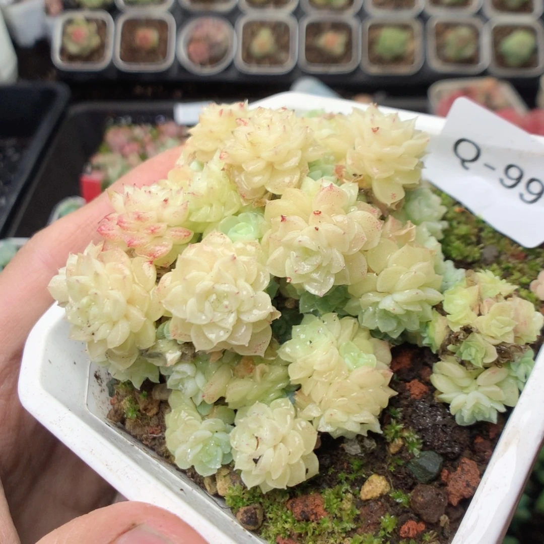 无花朵Q99yyyyyyyyy