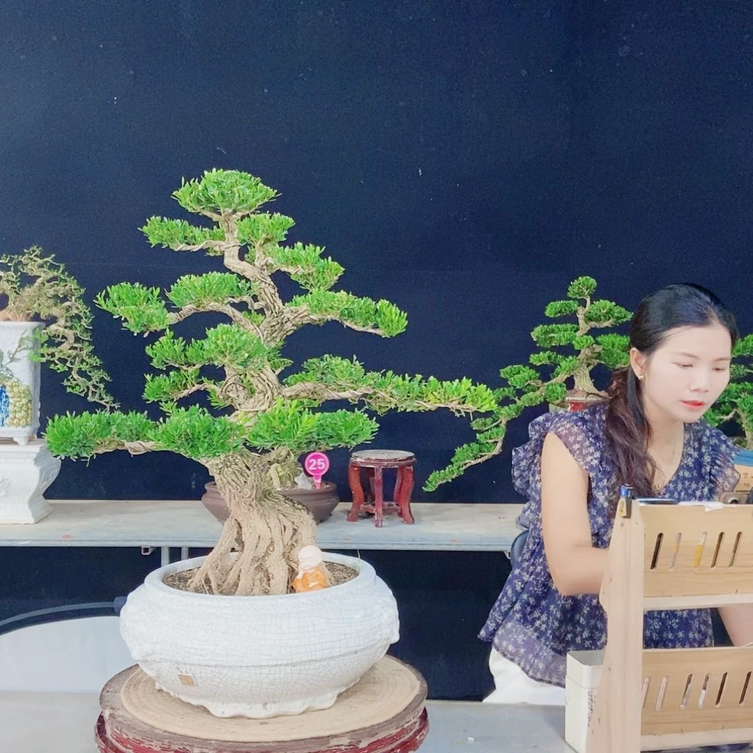 当前无花朵，栽培后可花朵