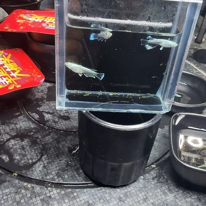 青鳉28号拍品宽鳍玛丽亚