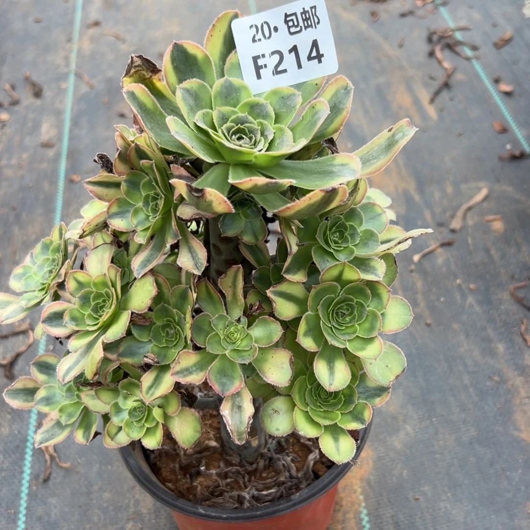 214白兰地，多肉法师