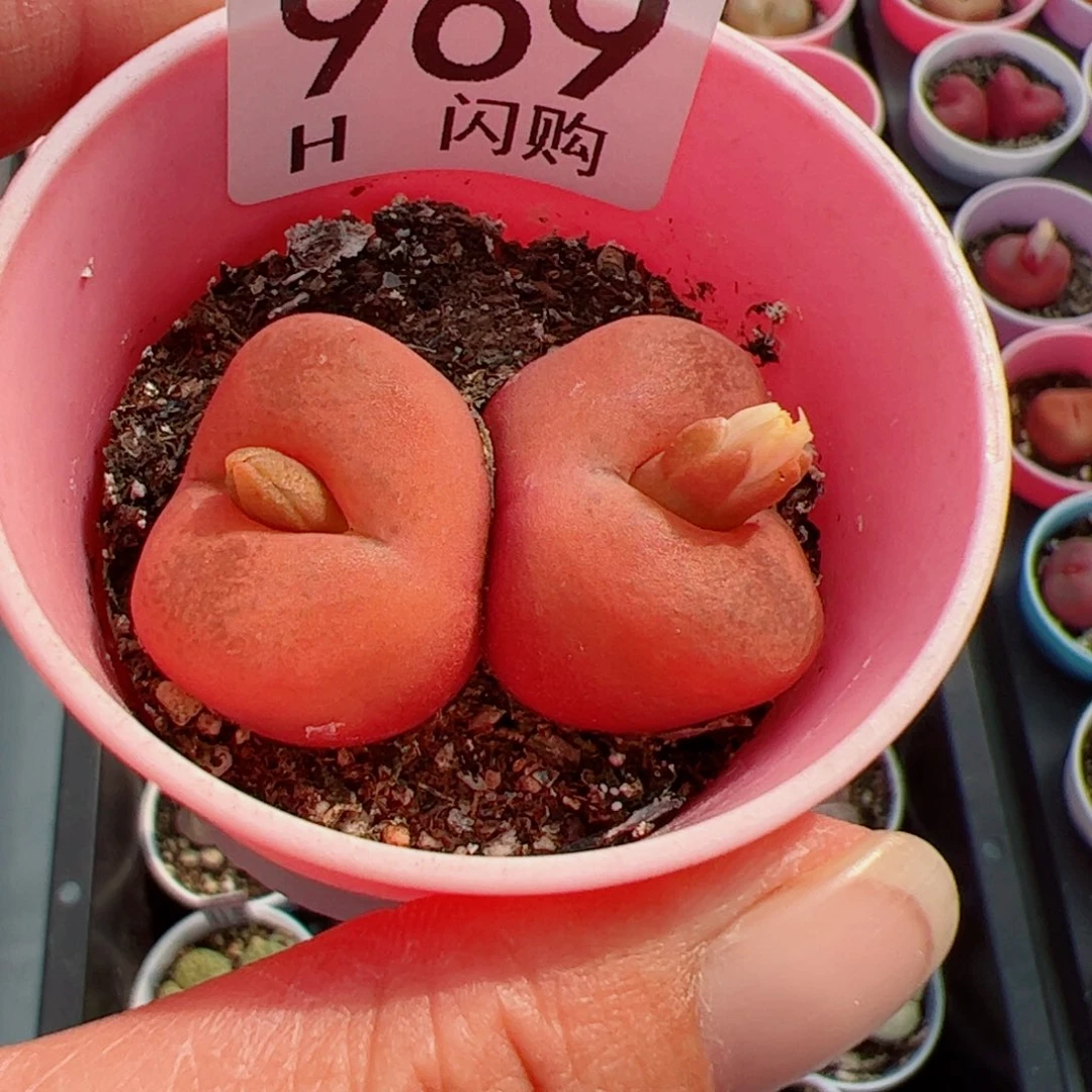无花朵慕*我很喜欢这个H969