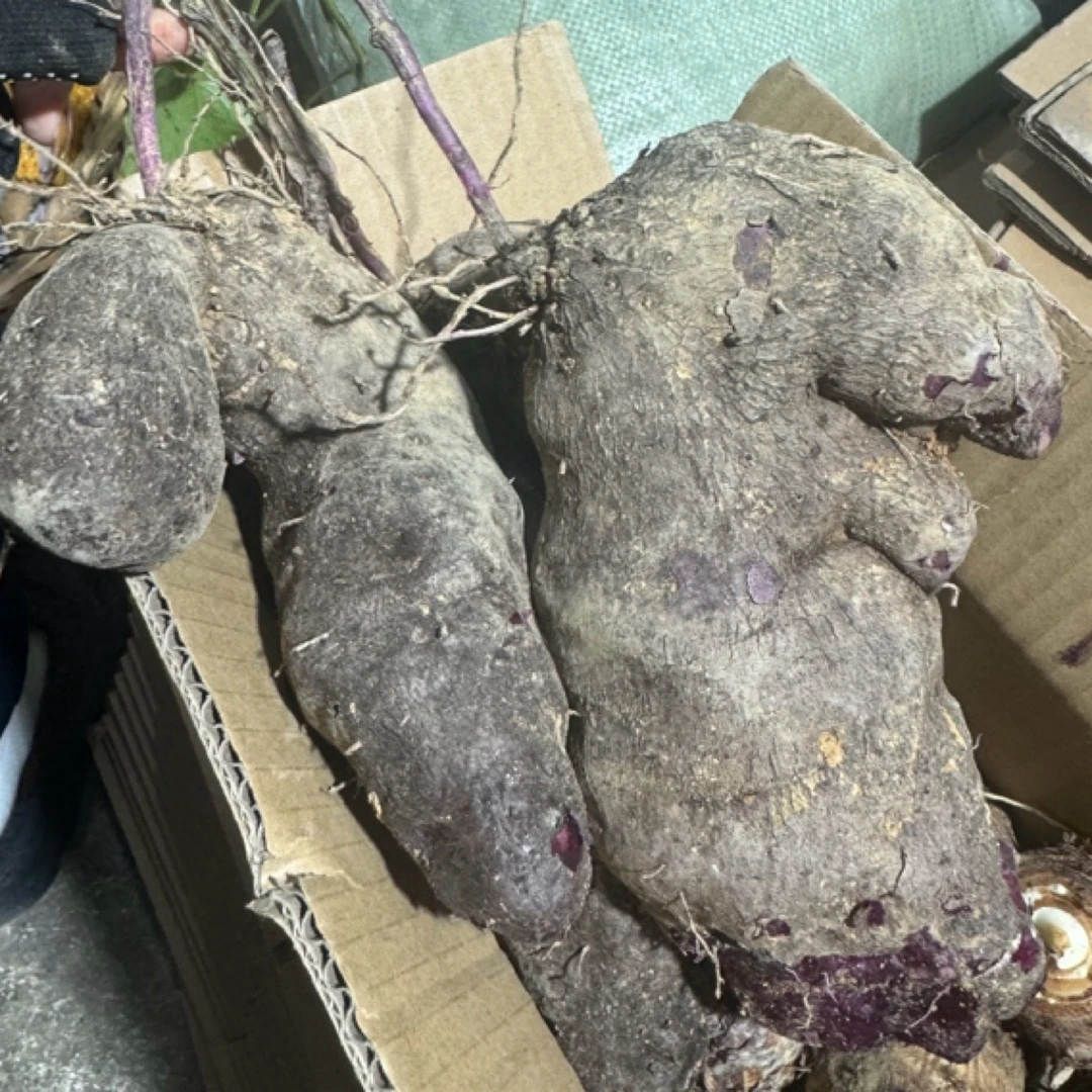 湖南新化农村脚板薯