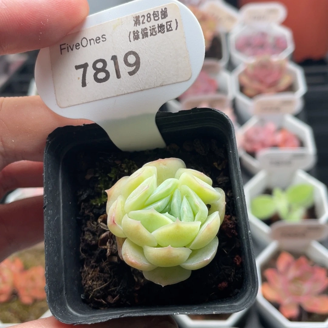 西娜7819-3.0厘米