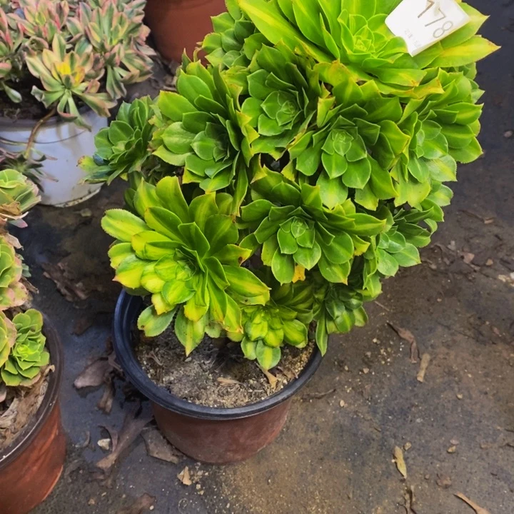 琉璃多肉断头不包1788