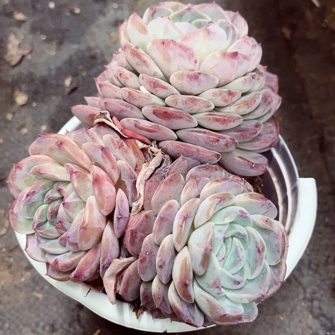 冰糖雪梨双头起多肉