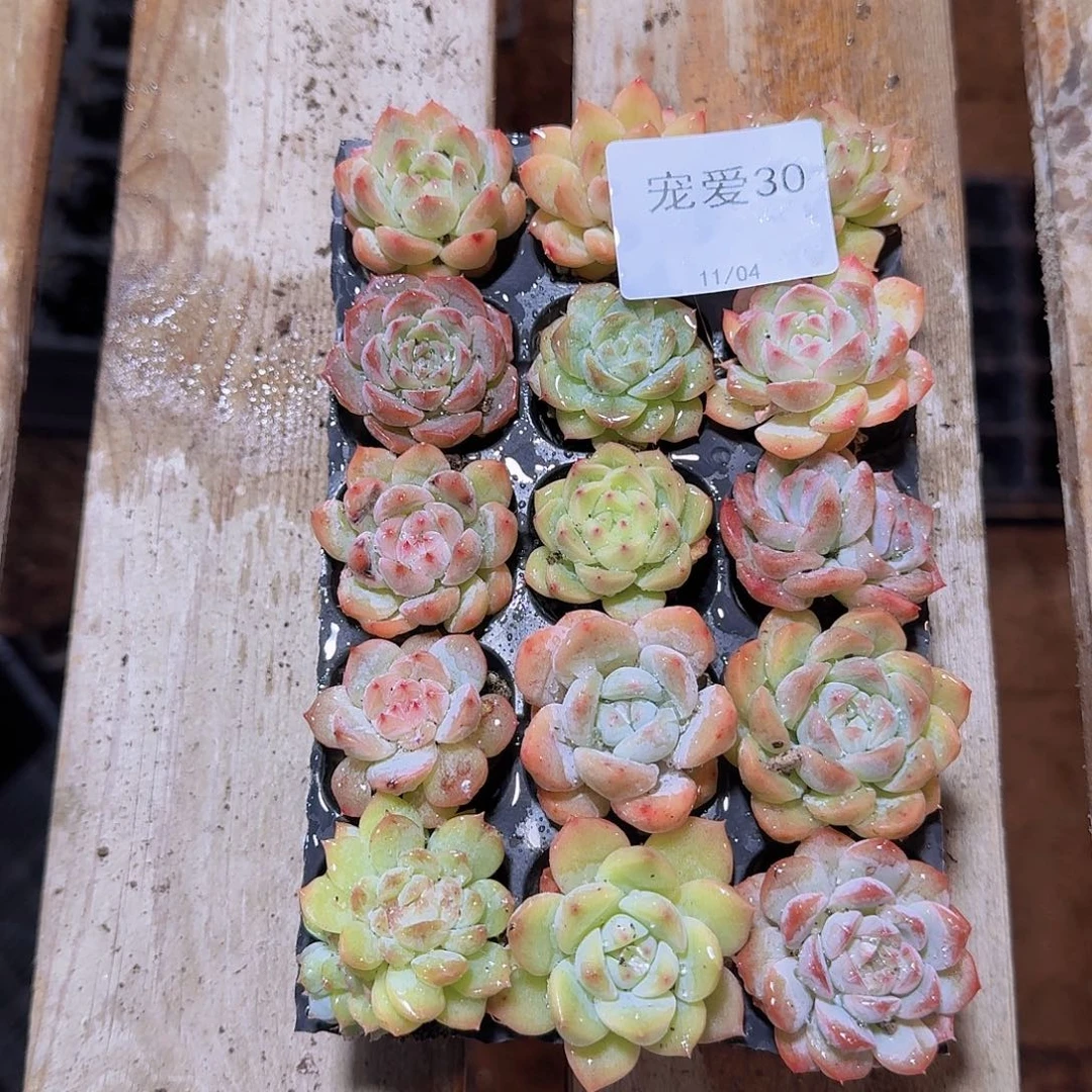 直播福利一物一拍30