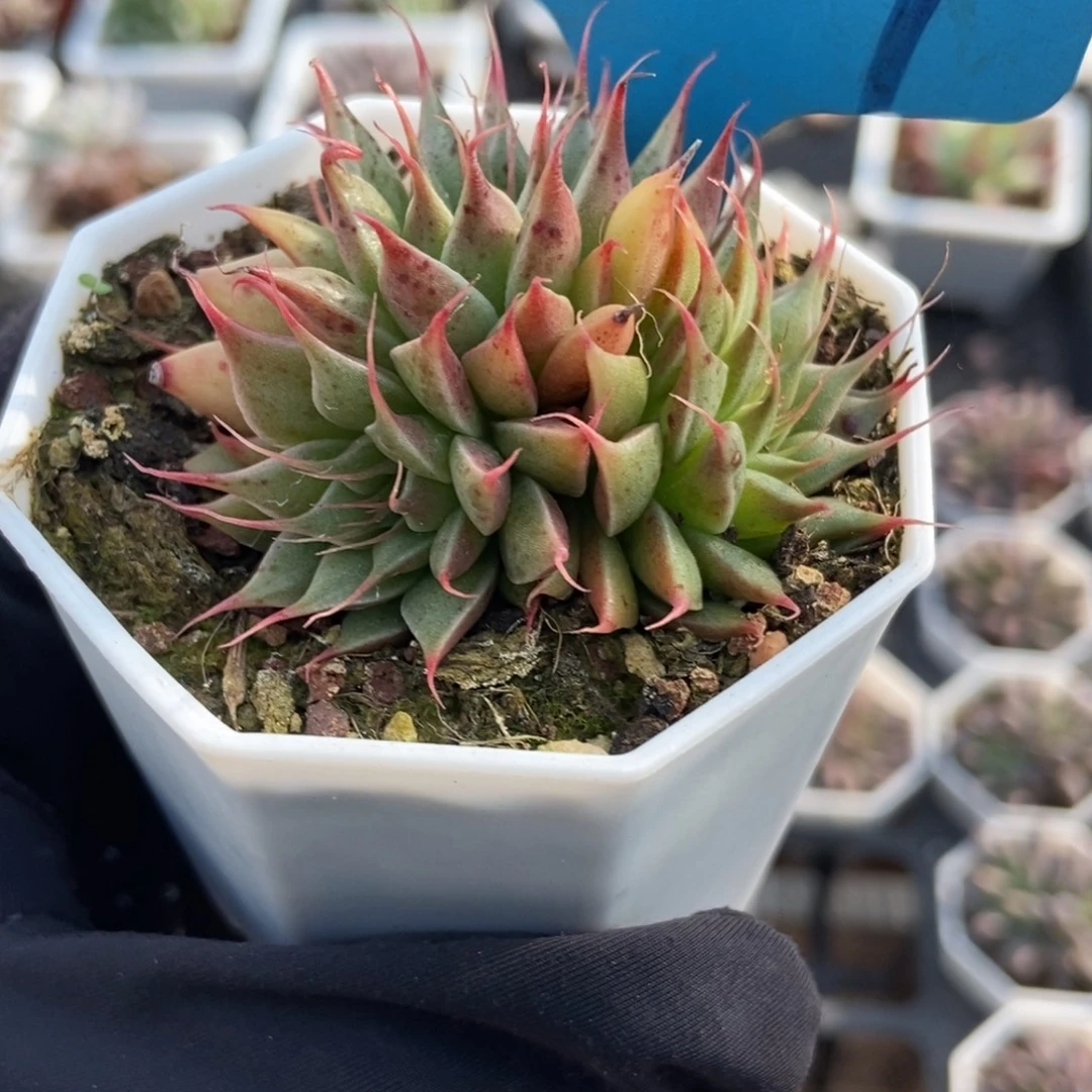 7269银星多肉植物
