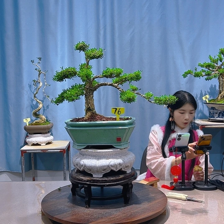 无花朵广东皱皮雀舌黄杨