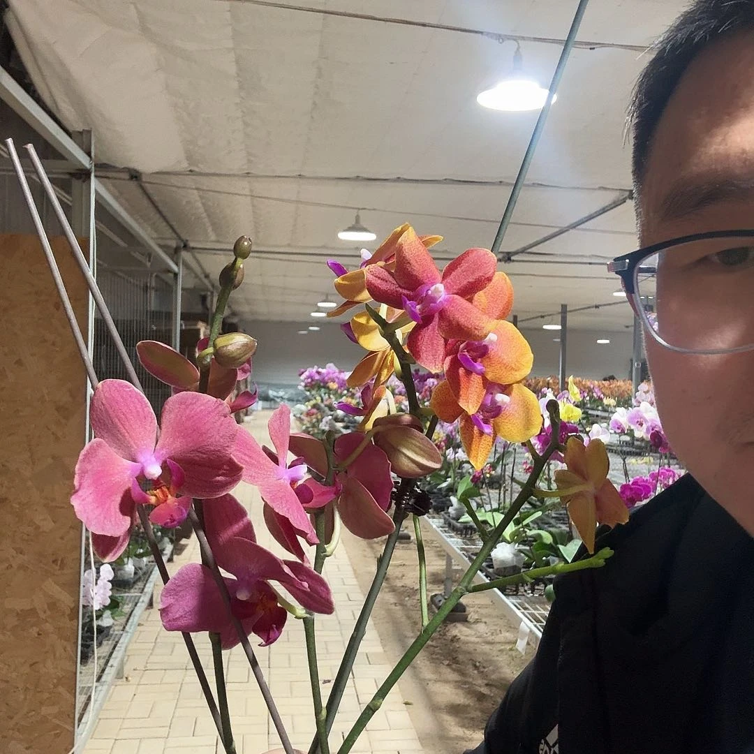 完全开放香恋➕布林迪西