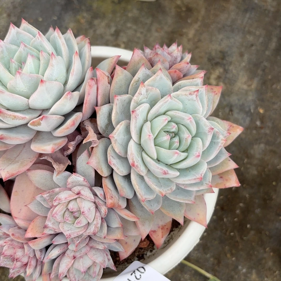 同温层多肉103粉蓝鸟