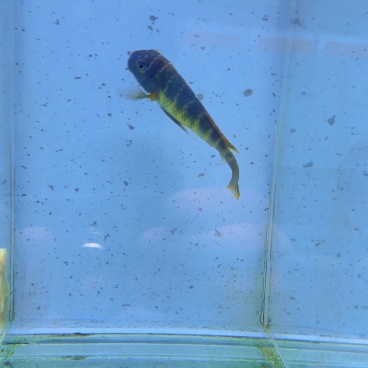 播***师448野红彩虹蝴蝶。