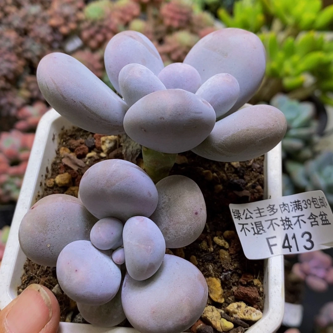 413水光针7cm多肉