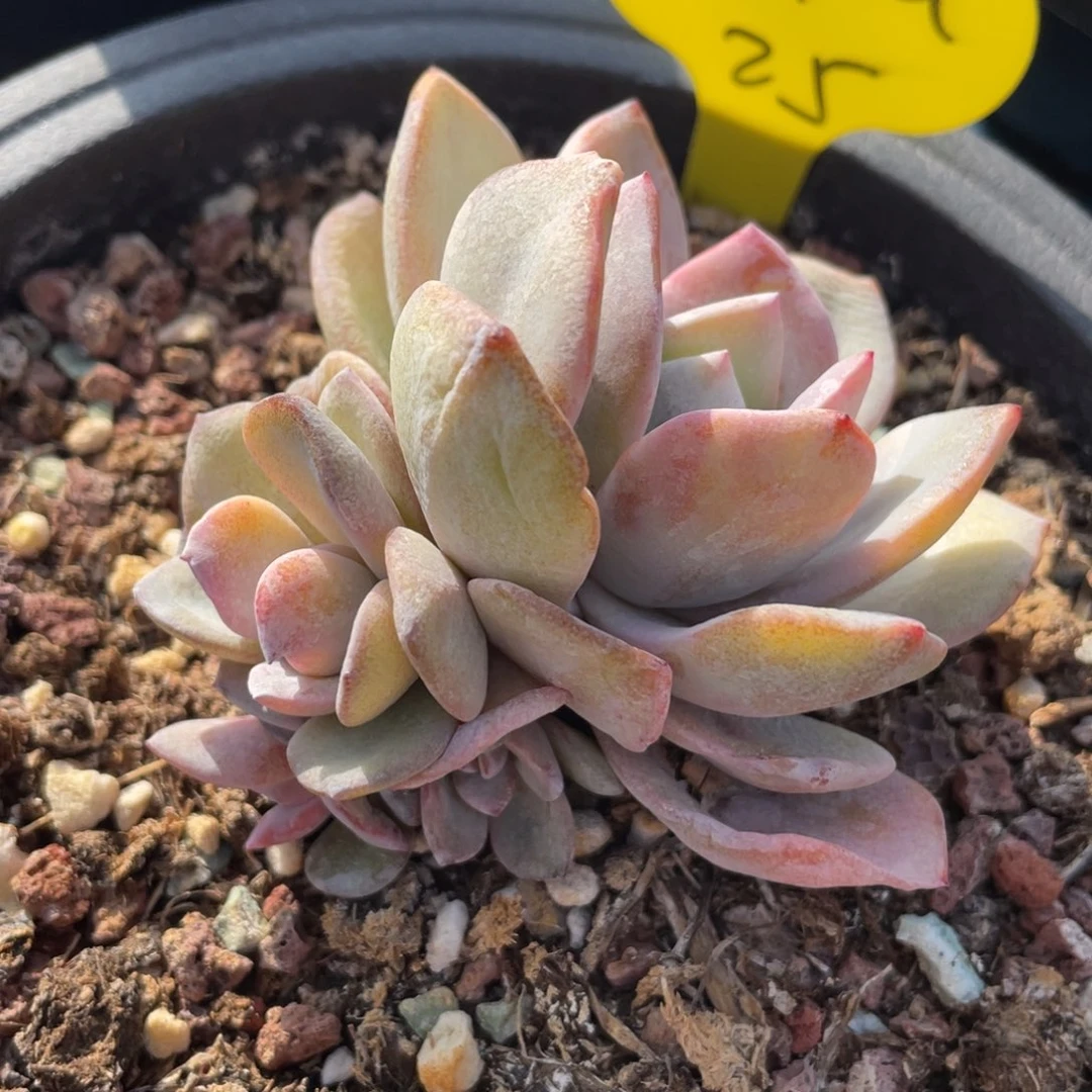 Y***a奶茶群生有瑕疵25