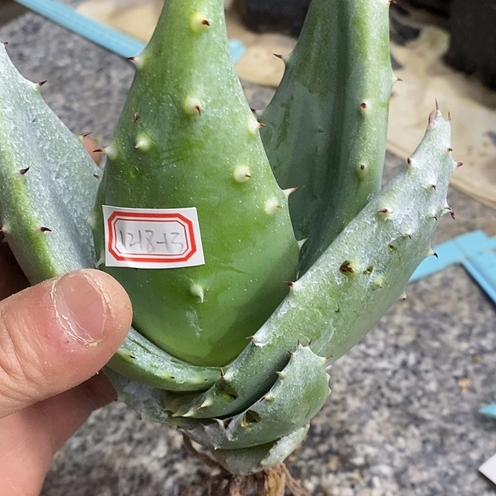 完美主义者勿拍鬼切芦荟121813