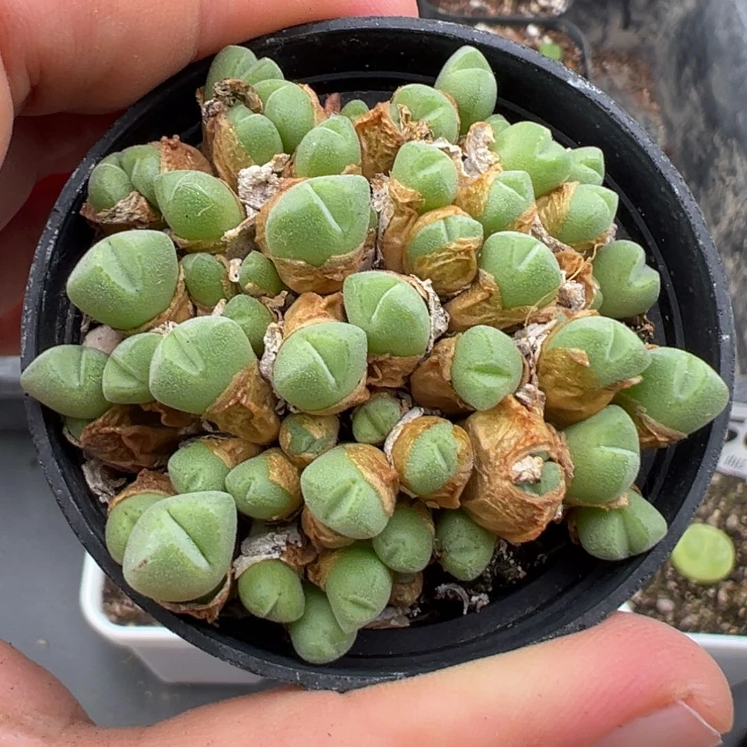 7.14好看的多肉脱土发货477