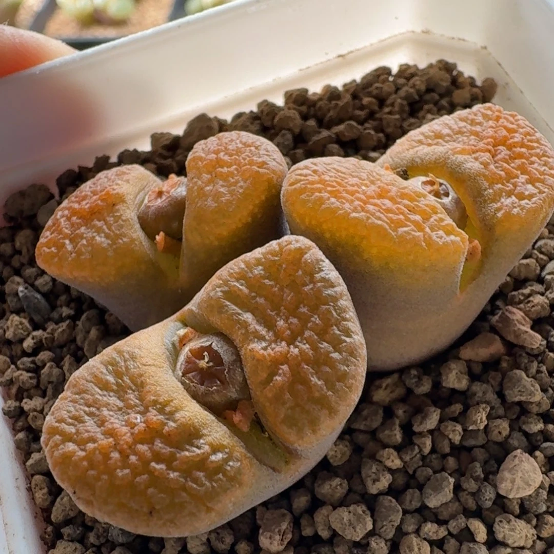 超级蛋糕风铃玉肉锥植物3556