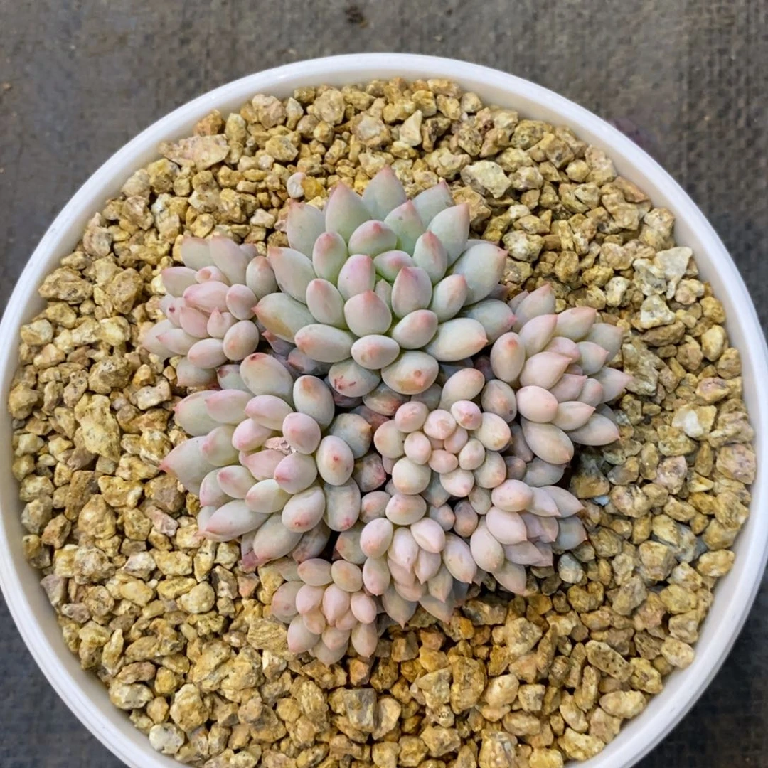 J****粥自然群多肉明珠，1234567891