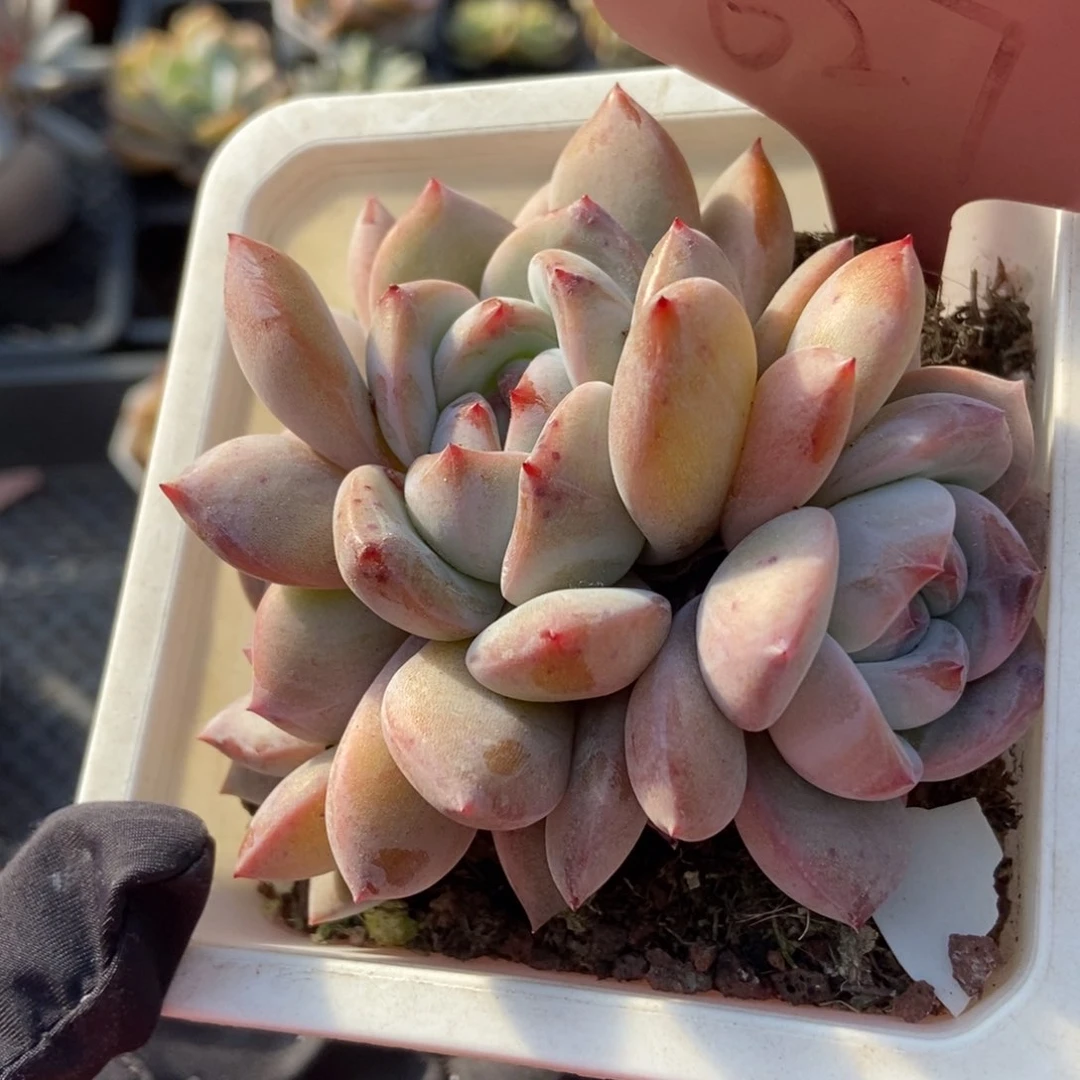 627石榴籽多肉植物保护