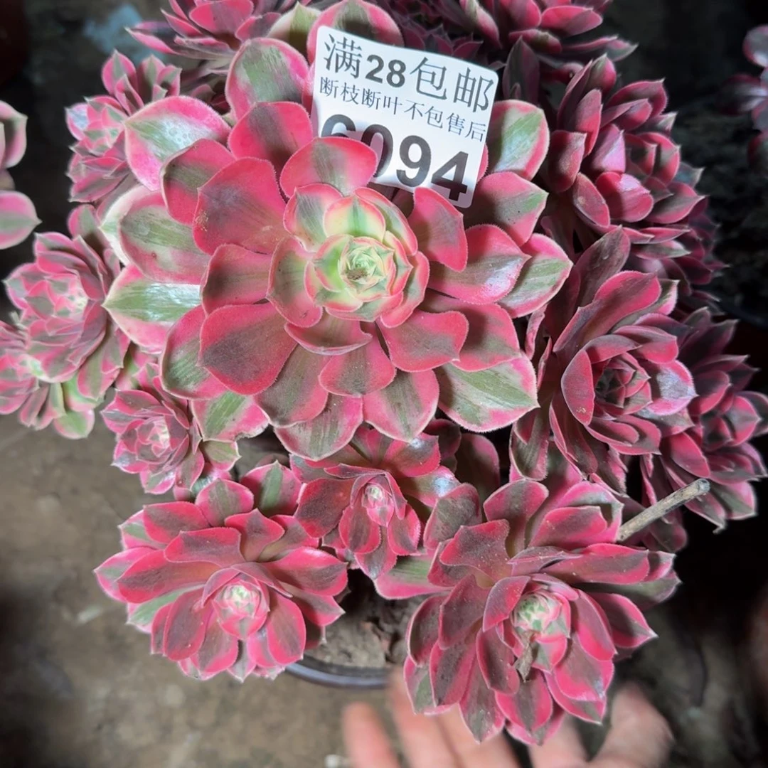 6094女妖杆歪多肉植物