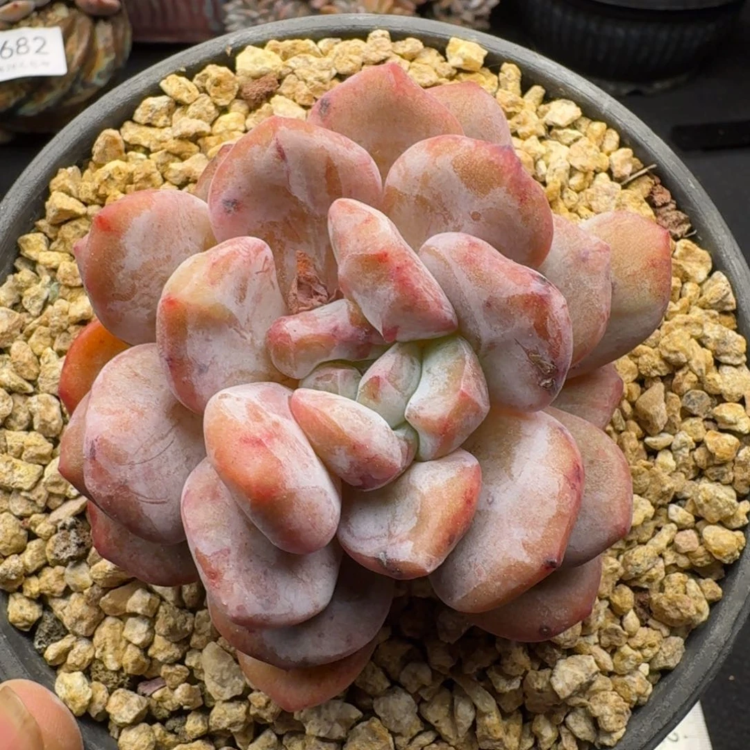 688星影石化（9厘米左右）拍下联系客服