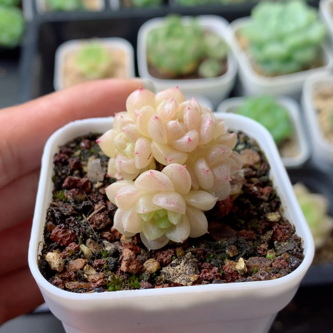 58包邮  群生不包整 111