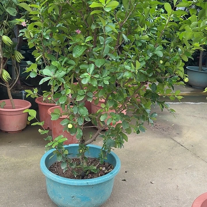 七***龙无花朵果树1111111111