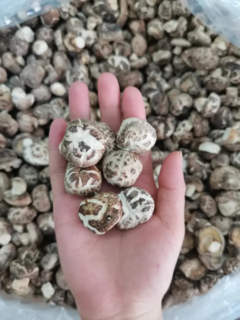 迷你小花菇肉厚香嫩爽口老少皆宜湖北随州干香菇