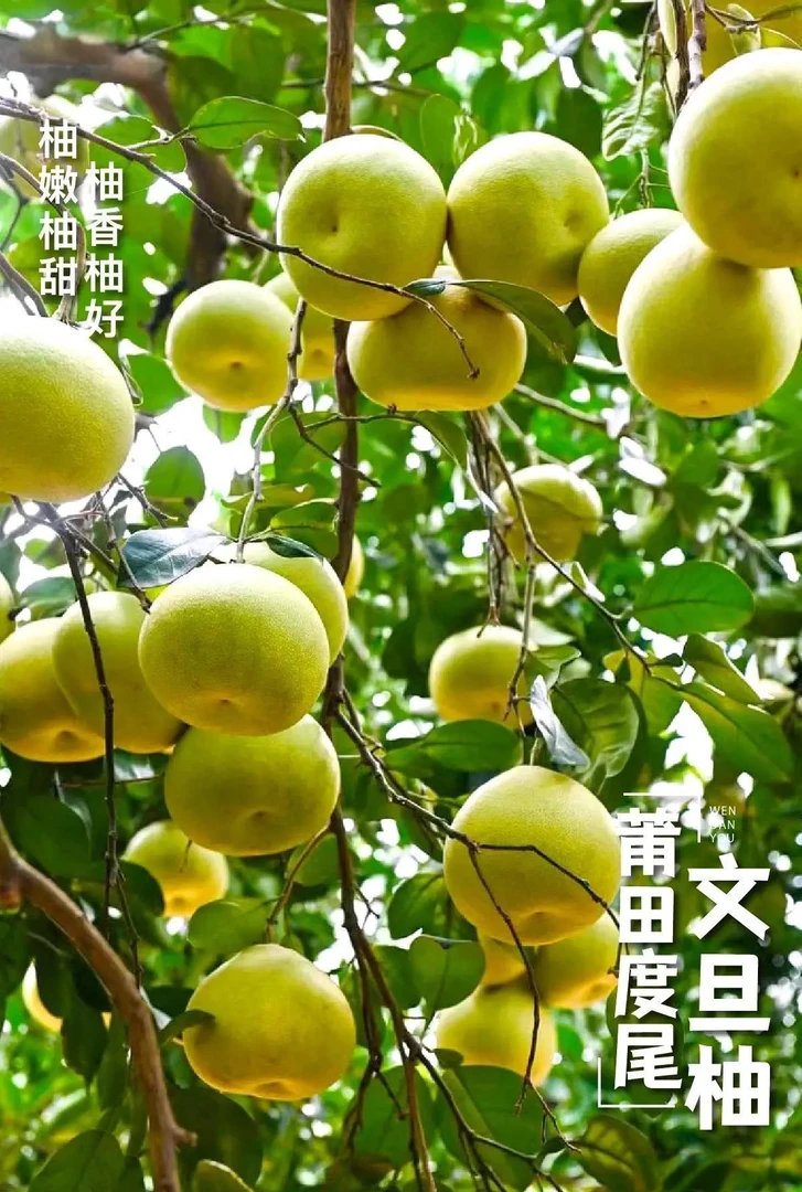 正宗福建莆田度尾文旦柚红心蜜柚子新鲜当季现摘孕妇应季时令水果
