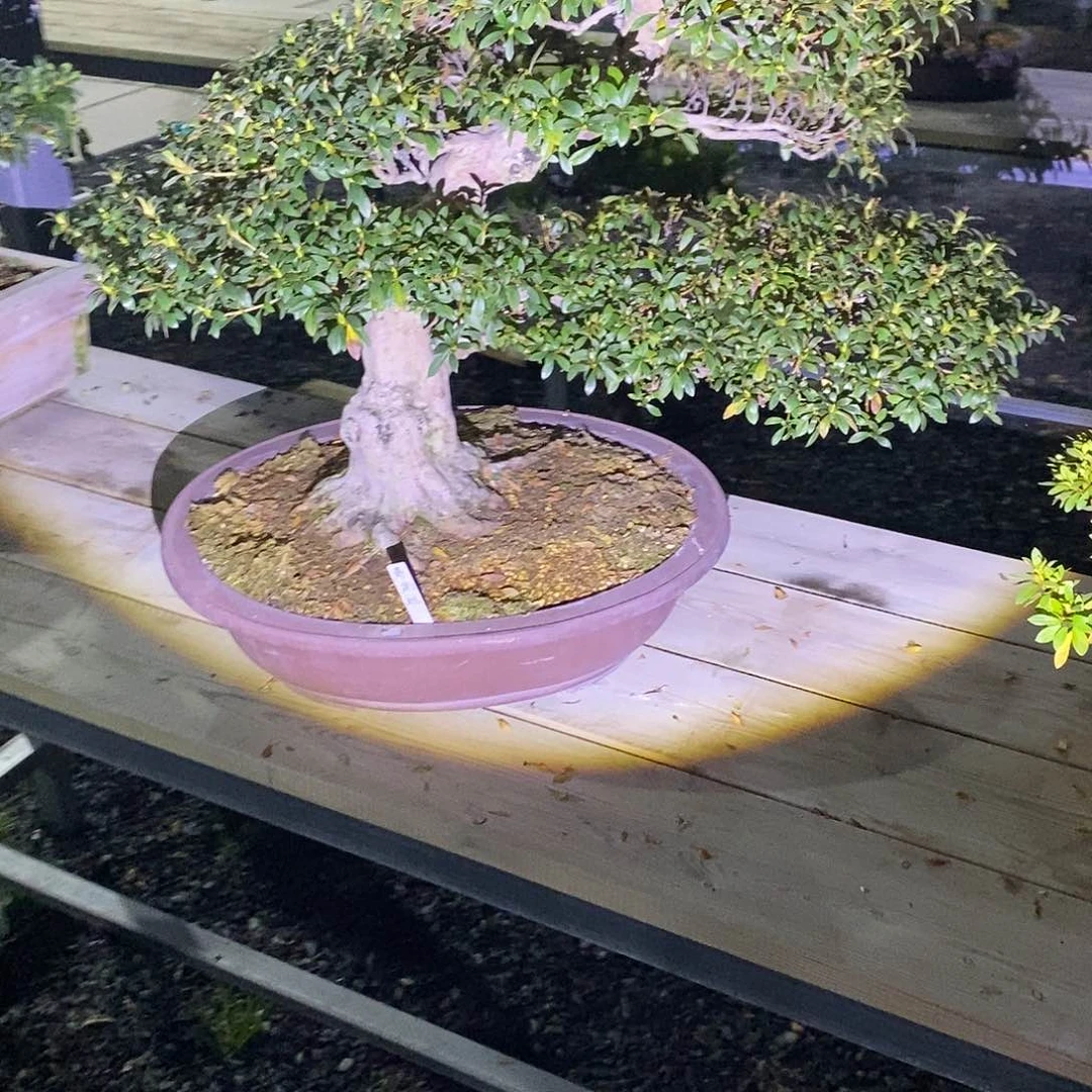 喜*羊杜鹃花包邮喜洋洋