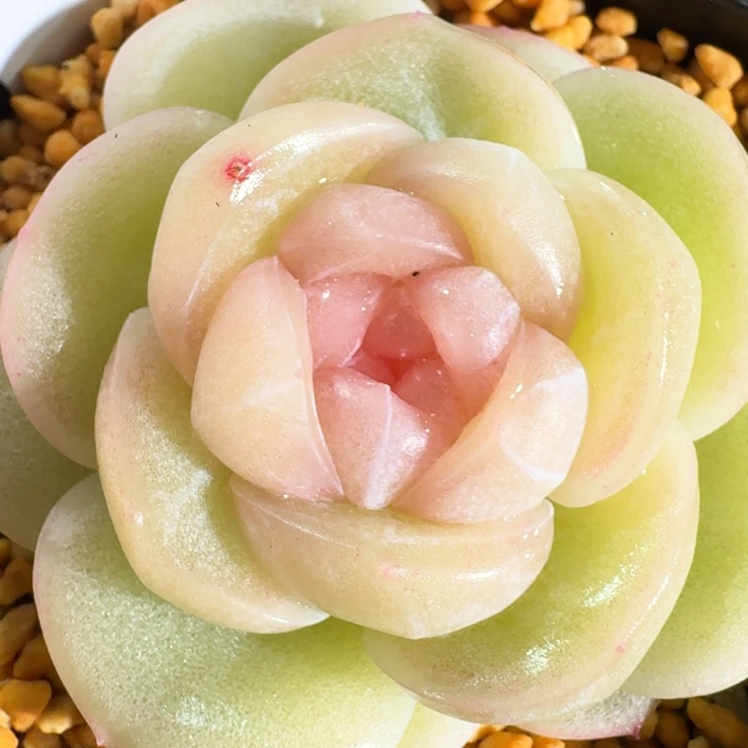 33-望舒单头一颗