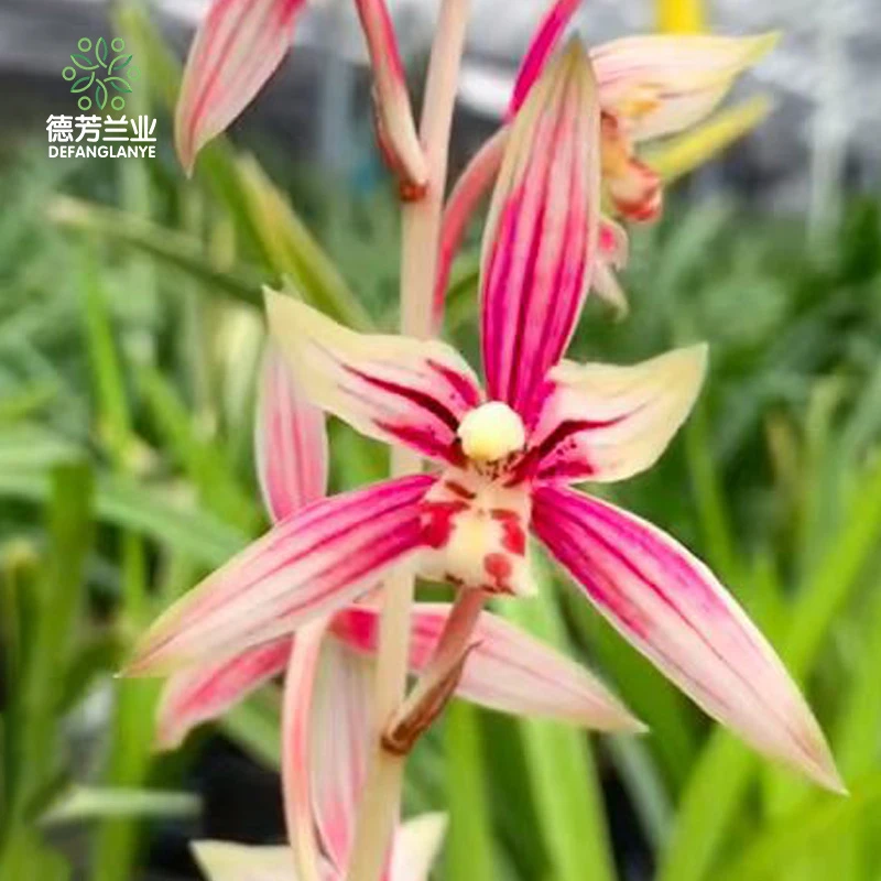 兰花金边建兰花苞多金色阳光浓香好养易活适合办公室桌面书房摆放