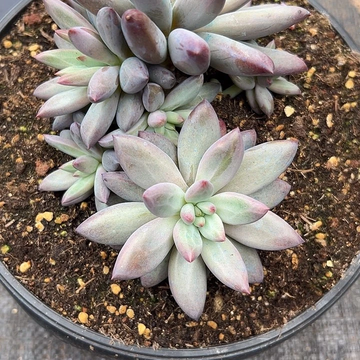 用****1虞美人，一物一拍