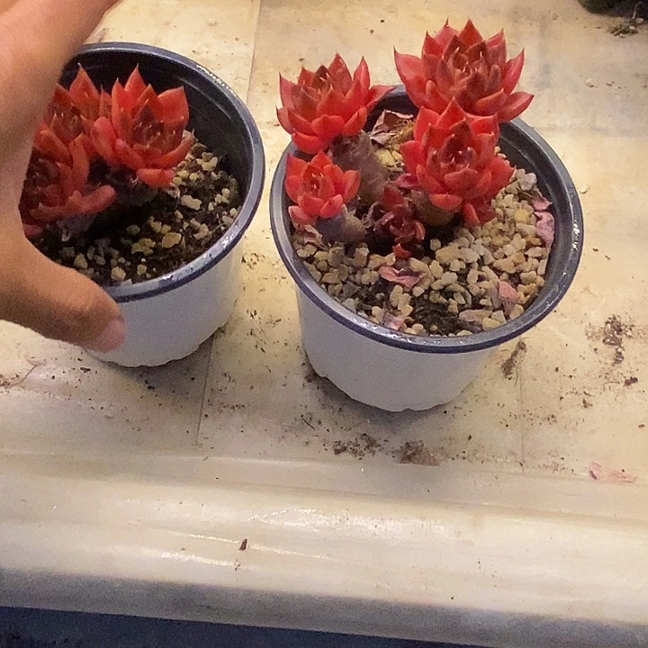 飞*多肉植物一物一拍