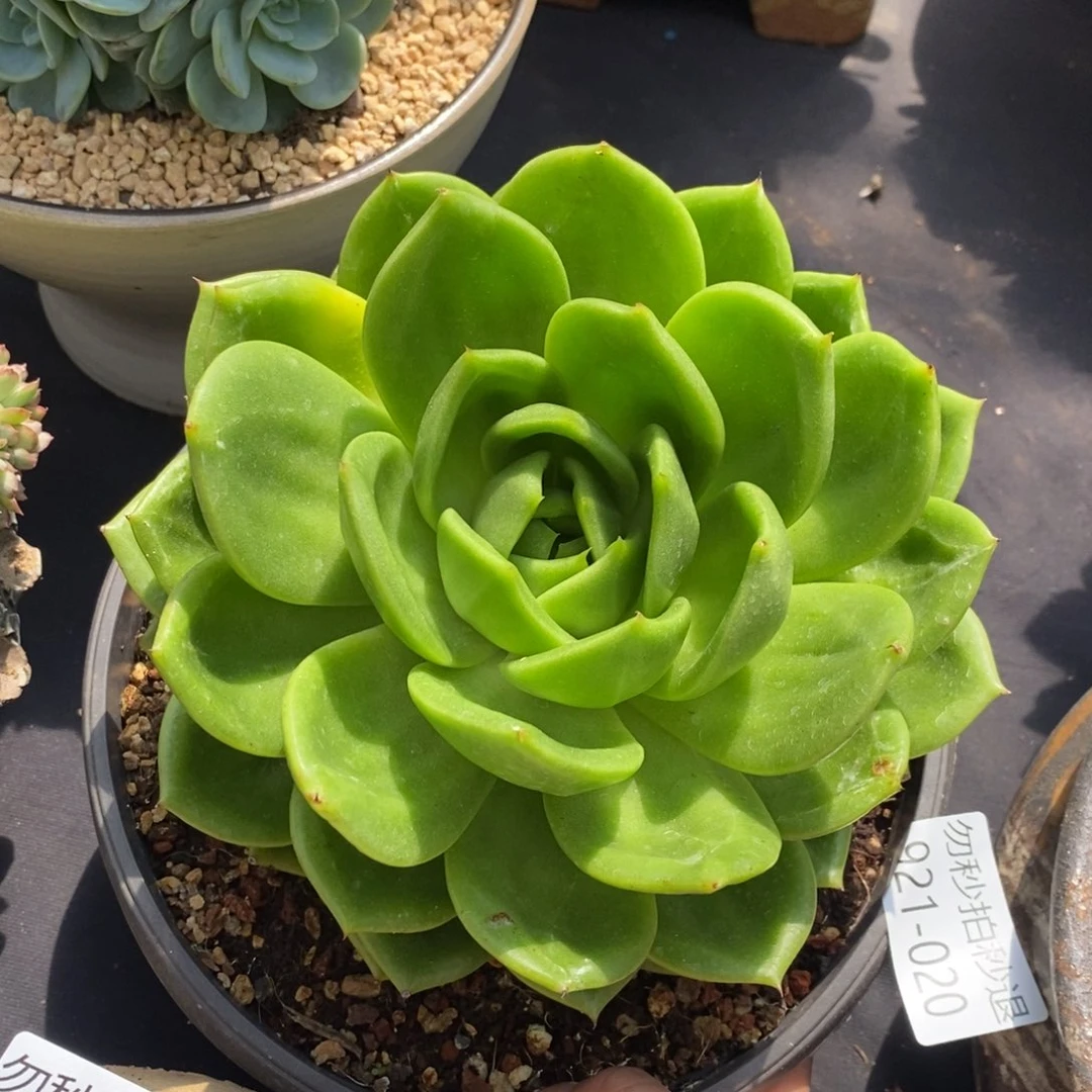 勿秒拍秒退 921-20翠花