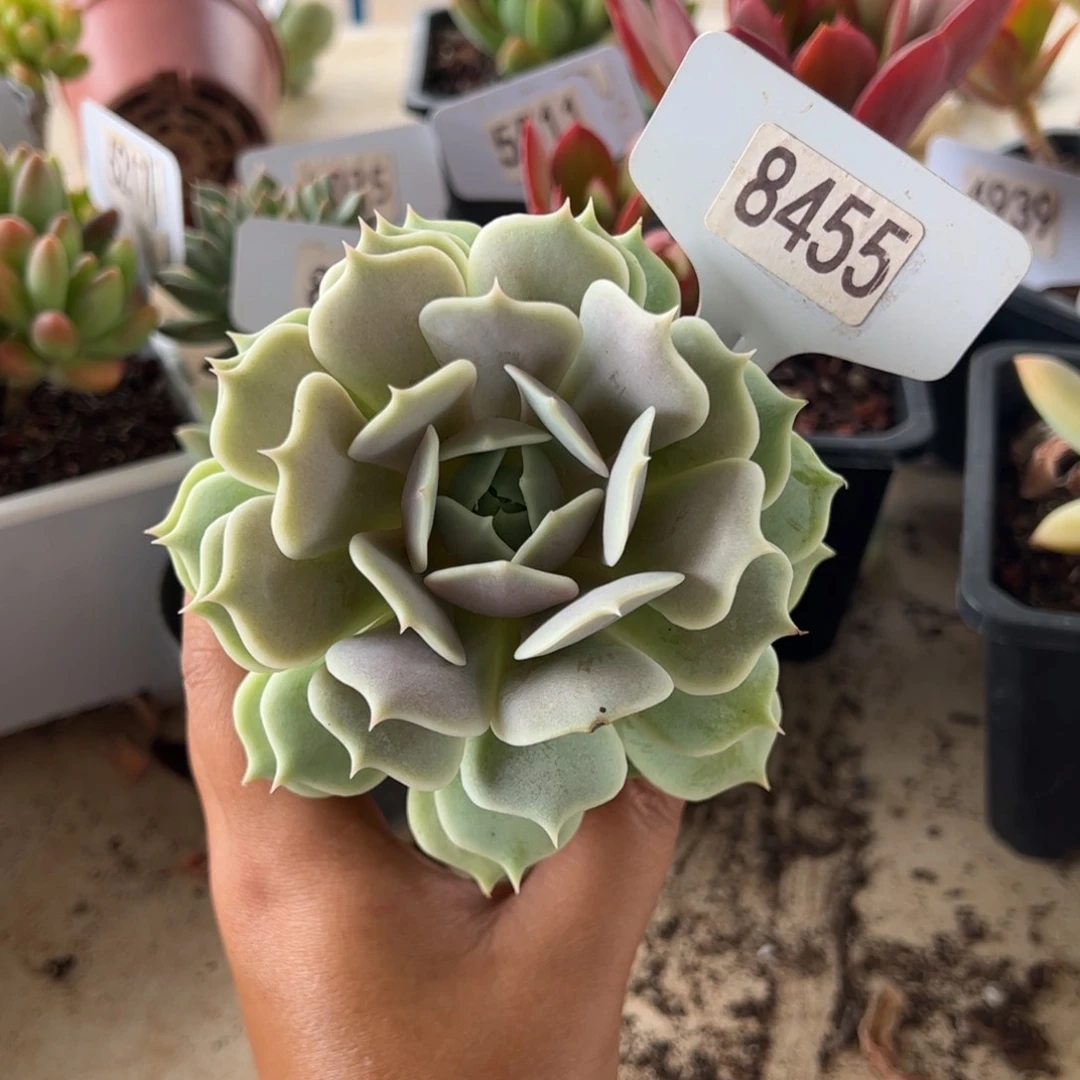 【闪购商品】露娜莲。8455。 111111