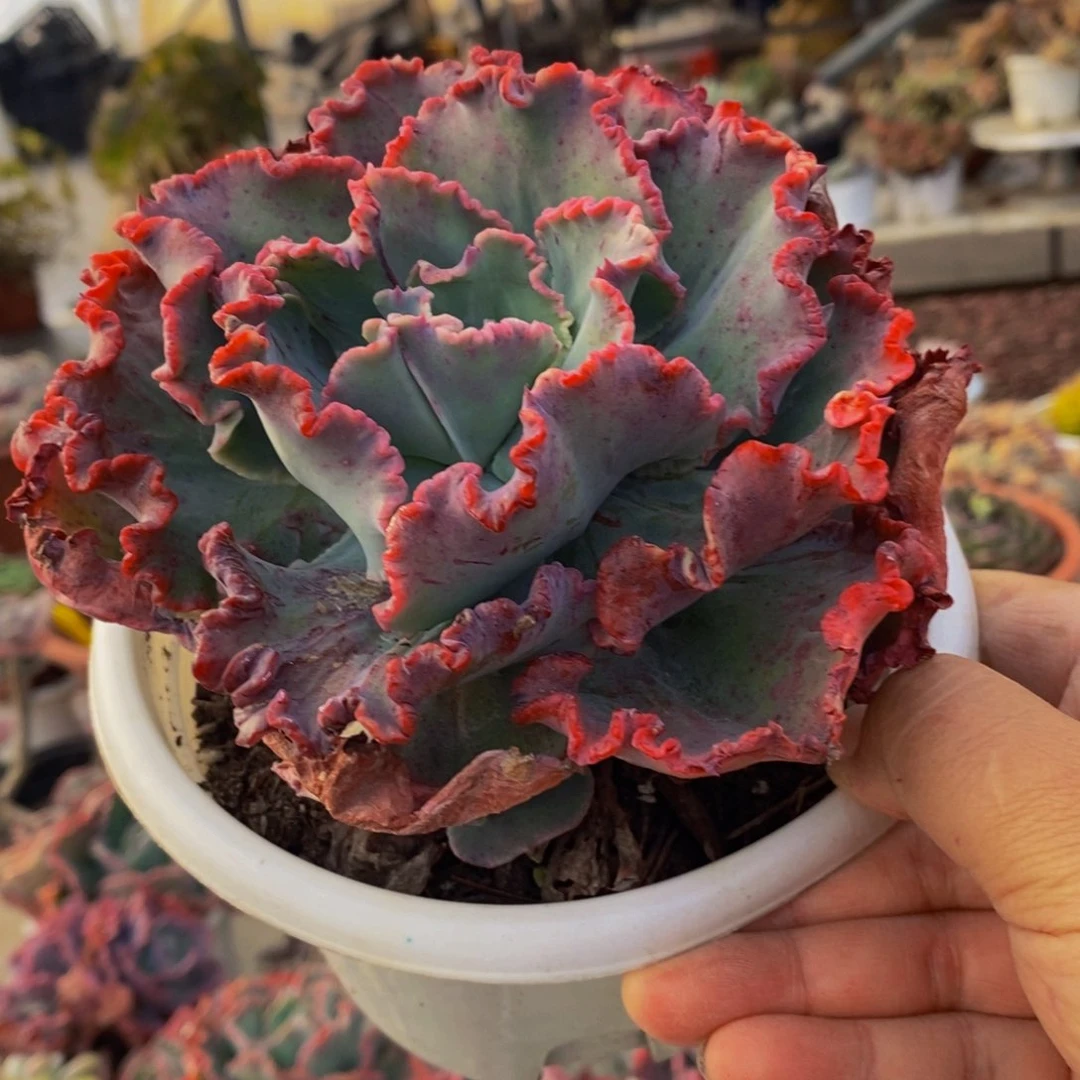 舞会红群石化大单头