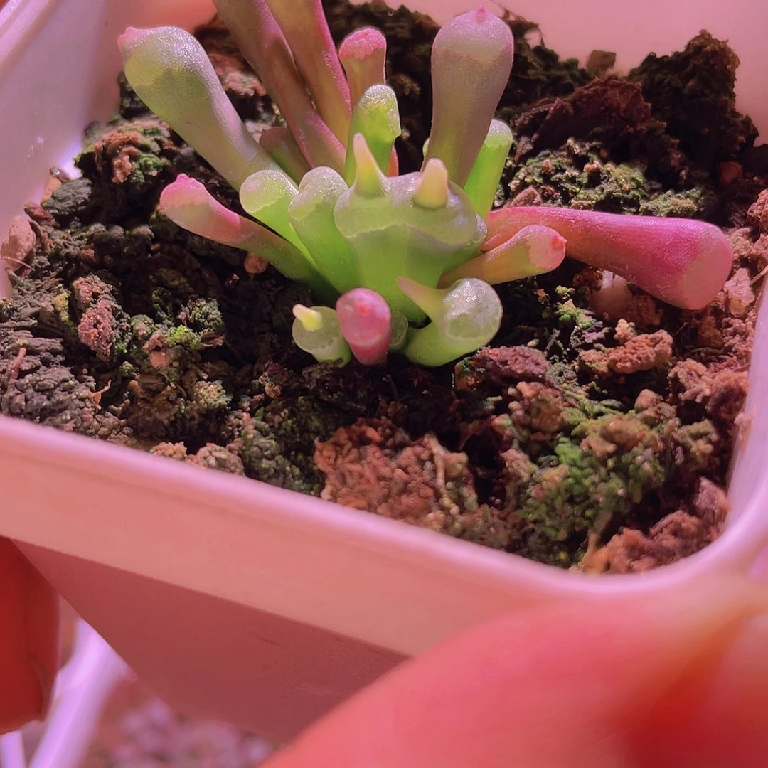 菊晃玉变异一颗包邮