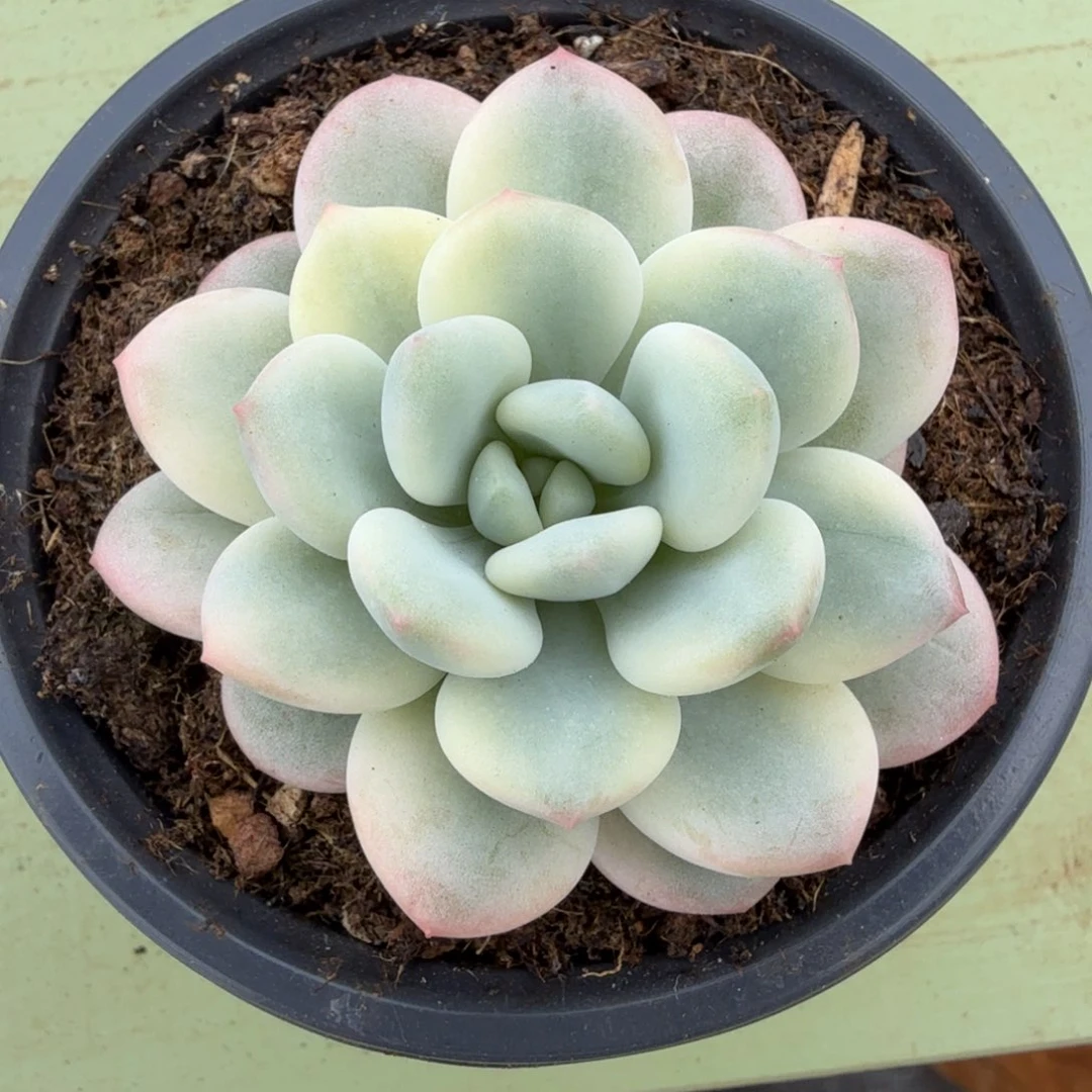 白马锦锦上园艺一物一拍